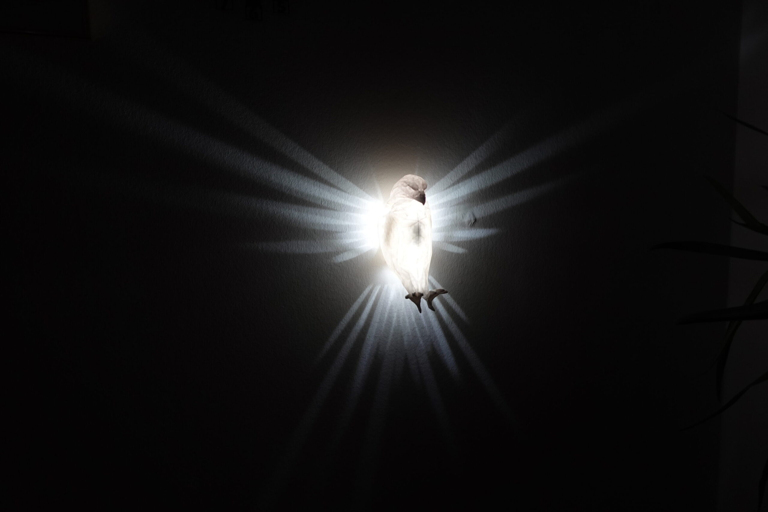 Pegasus LED Wandlampe - Flügel erstrahlen an der Wand - Pferdelampe  Nachtlicht Wandlicht